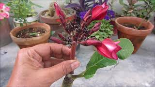 How to Grow Plumeria Plant from cutting | Champa Tree - Complete Guide