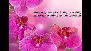 МНОГО ОРХИДЕЙ В OBI К 8 МАРТА,орхидеи в Оби,разные орхидеи,Орхидеи.