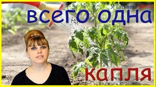Всего ОДНА капля ЙОДА и твоя РАССАДА ТОМАТОВ /помидор/ крепкая и здоровая!