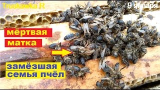 Почему погибла семья #пчёл.  в этом году это будет частая история