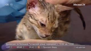 Жестокое обращение с беззащитным котенком