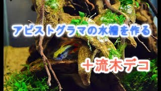 No.009　【FOX ACADEMY】アピストグラマの水槽を作る