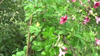Hibiscus rosa-sinensis or velvet flower and Plant   गुलाबी जास्वंद आणि फुले