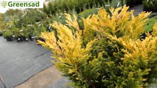 Можжевельник "Limeglow" - видео-обзор от Greensad