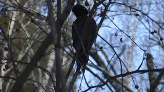 Как кричит черный дятел Желна, Black Woodpecker