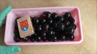 ЛИТВИНОВСКАЯ -  ранний, сладкий сорт смородины.