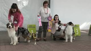 Выставка собак. Одесса. Ринг Австралийская овчарка. Бордер колли. CAC-CACIB. КСУ. DOG. А.Шафира