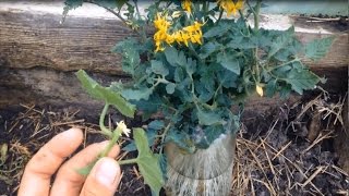 СУПЕР СПОСОБ УКОРЕНЕНИЯ ПАСЫНКОВ ОГУРЦОВ И ТОМАТОВ / Укореняем помидоры, огурцы, батат