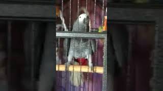 Попугай Оскар просит у мамы яблочко