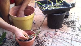 Orchids: Re-potting Dendrobium