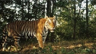Hổ vốn không ăn thịt người, nó chỉ làm vậy với những ai bị coi là “cầm thú”