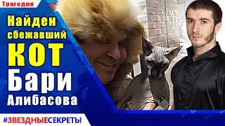 ? Кот Бари Алибасова сбежал в школу кунг-фу, после занятий его вернули домой