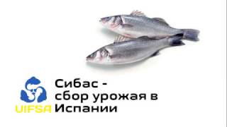 О том, как собирают урожай сибаса в Испании в нашем коротком видео.