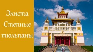 Достопримечательности Элисты, Ростовский заповедник, степные тюльпаны