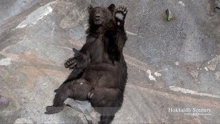 登別温泉  クマ牧場  Noboribetsu Bear Park Hokkaido JAPAN