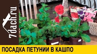 Посадка петунии в кашпо - 7 дач