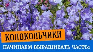?Начинаем выращивать колокольчики. Посев колокольчиков на рассаду?