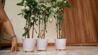 Hướng dẫn chi tiết từng bước cách trồng dưa pepino tại gia đình