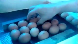 Овоскоп из подручных материалов