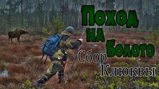 ЧУТЬ НЕ УТОНУЛ . Поход .в Берцах по болоту зимой.  Сбор клюквы Декабрь 2017