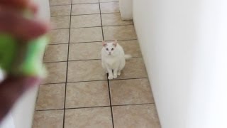 Brinquedo de gato mais barato do mundo - felicidade garantida
