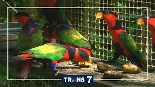 DUNIA BINATANG - SI LANGKA PENGHUNI PULAU SERAM (8/8/16) 3-1