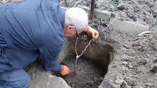 Посадка саженцев винограда на постоянное место жительства осенью