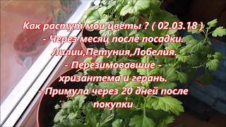 Через месяц после посадки. Как растут  лилии, петуния, лобелия  март 2018 г.
