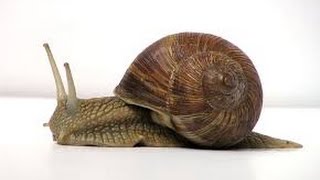 КАК Я РАЗВОЖУ ВИНОГРАДНЫХ УЛИТОК НА ДАЧЕ . AS I BREED GRAPE SNAILS AT DACHA.