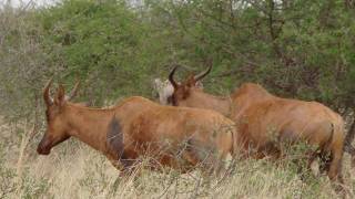 Hunt in Africa Atmarula Safasri