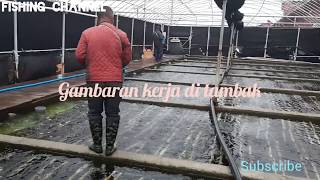Renang Di Tambak Abalon