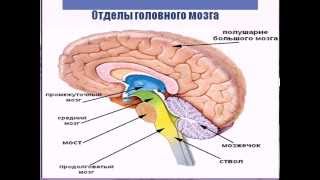 Строение головного мозга человека