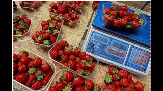 Домашняя ягодница кладовая реальные