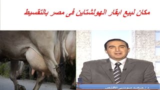 مكان لبيع ابقار الهولشتاين فى مصر بالتقسيط