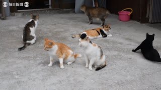 「猫の島」で個体数が急減　北九州市・馬島