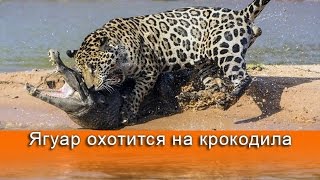 ВИДЕО: Ягуар охотится на двухметрового крокодила