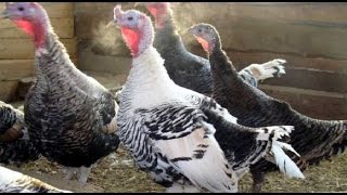 Индюки/ Содержание/ Кормление/Разведение/ Индюшиная ферма