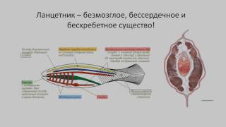 11. Тип Хордовые + класс Головохордовые (экспресс Зоология) подготовка к ОГЭ и ЕГЭ Биологи