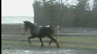 Morgan Mare For Sale - Wesmor Life of Riley