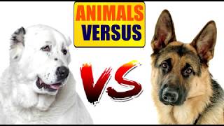 Алабай против Немецкой овчарки  | ANIMALS VERSUS | КТО ЖЕ ПОБЕДИТ?