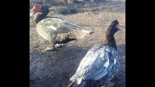 Голубая мускусная утка (Индоутка, шипуны) содержание и разведение