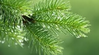 Свойства хвойных растений