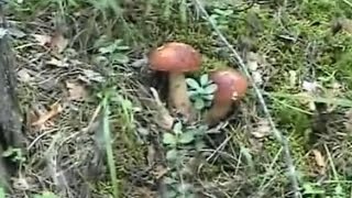 сбор грибов в лесу