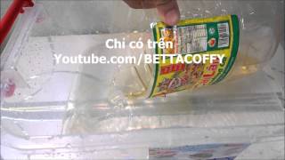 Cách cho cá bột ra hồ lớn khi đã châm đầy nước |Chăm sóc cá con Lia Thia Part 4| BETTA COFFY