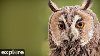Long-Eared Owl powered by EXPLORE.org