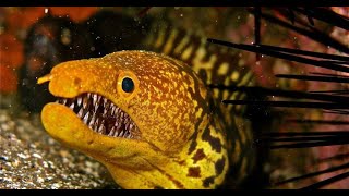Подводный мир океана Гигантские Хищные Рыбы Мурена. Animals & fish.