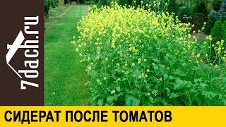 Сидерат после томатов. Профилактика фитофтороза - 7 дач