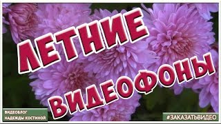 Цветы уходящего лета | видеофоны летние | натуральные цветочные футажи