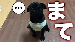 一生懸命ガマンする子犬 効果のあった待て！パグの子犬 パグ男の場合