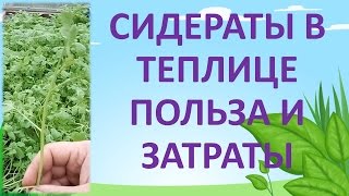 СИДЕРАТЫ В ТЕПЛИЦЕ.  ПОЛЬЗА СИДЕРАТОВ. Какие сидераты посадить в теплице.